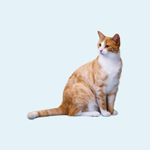 猫(500)