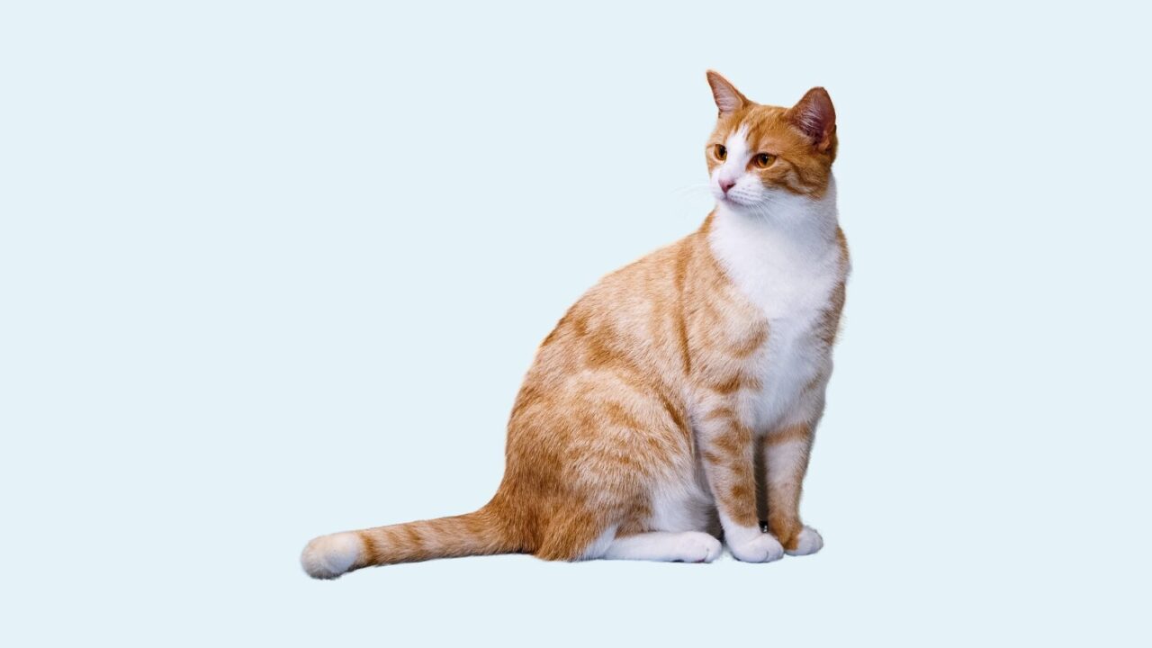 猫(1600⋆900)