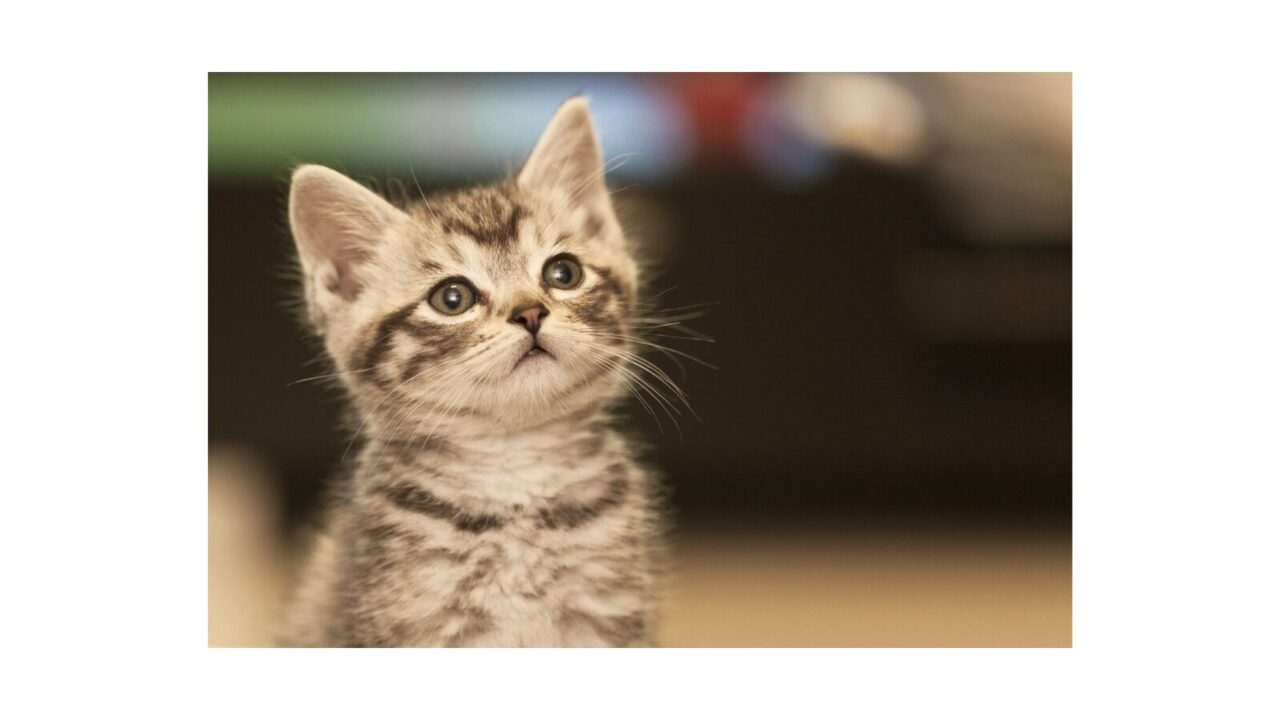 猫(元画像)